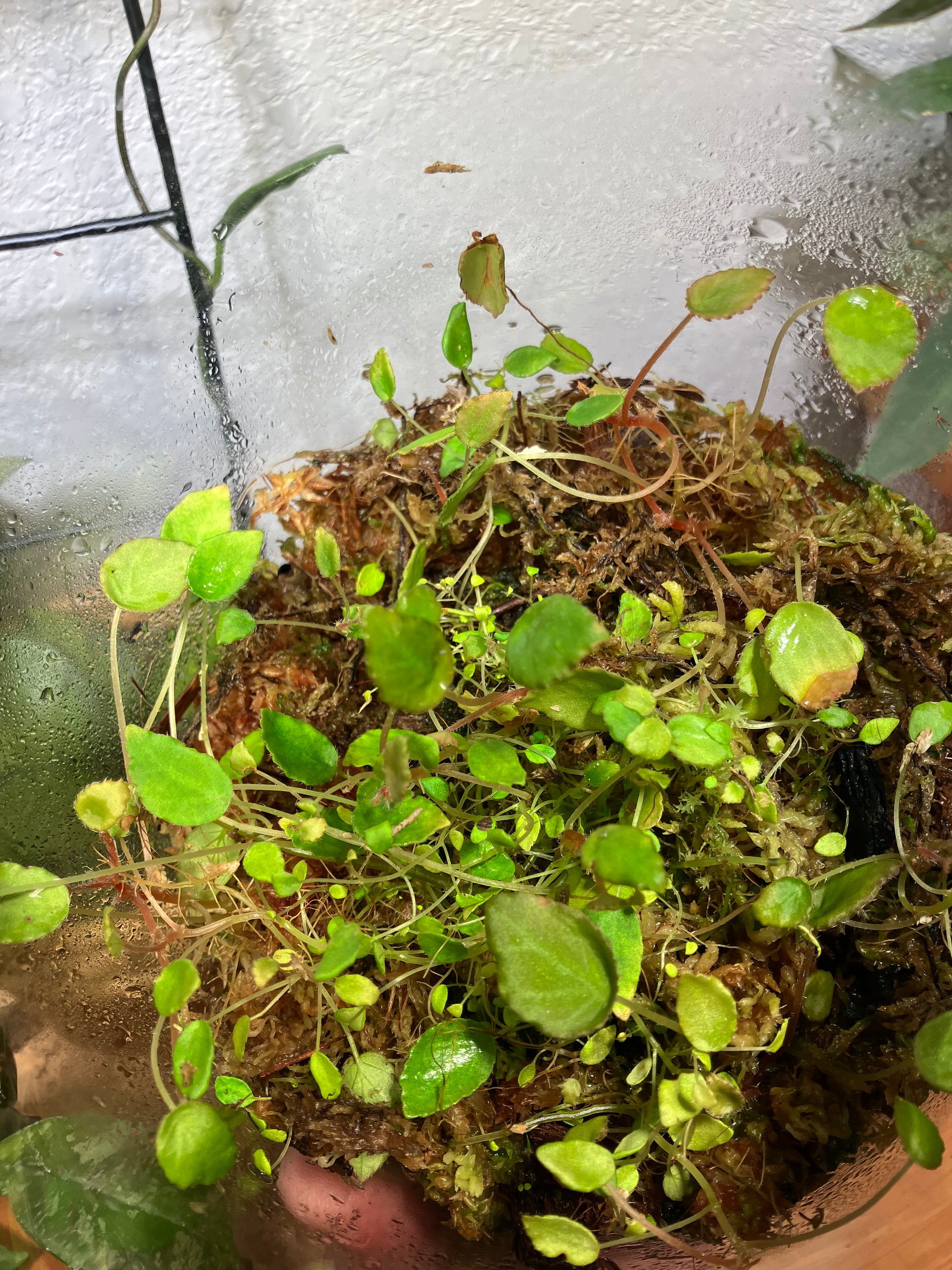 Begonia Vanckerkhovenii