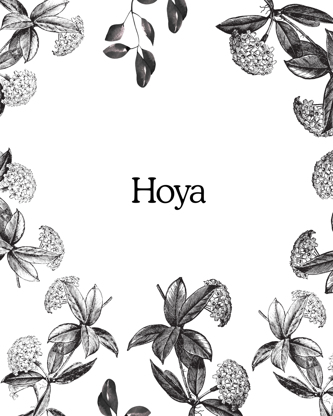 Hoya Species Guide