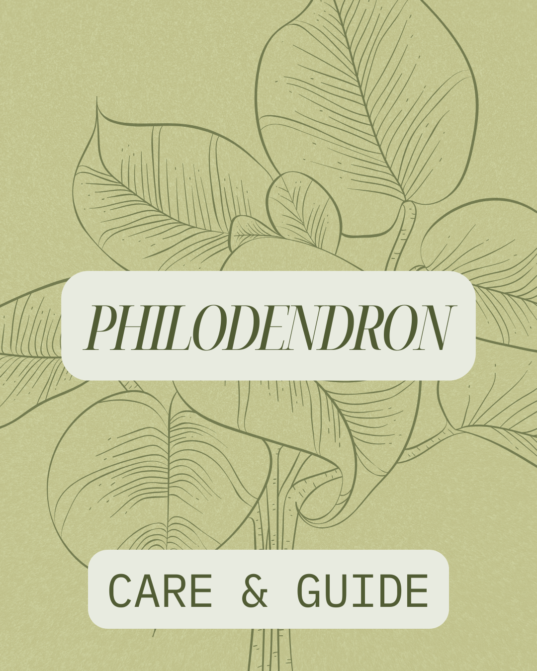 Philodendron Species Guide