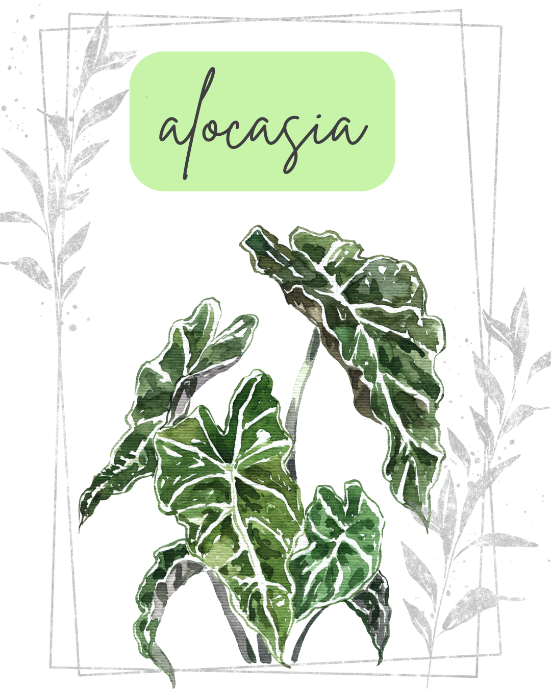 GUIDE TO ALOCASIA GENUS