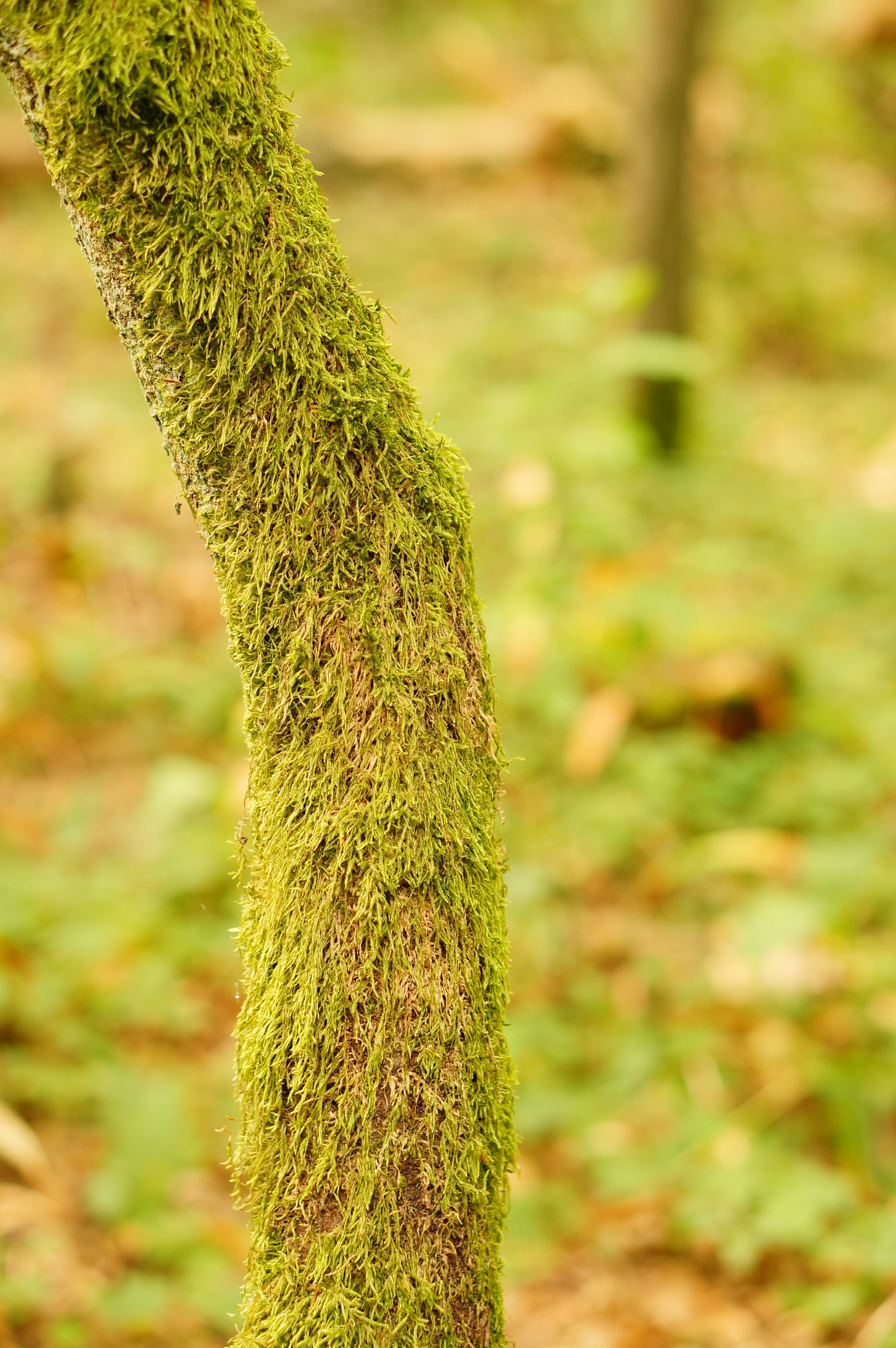 Moss Poles 🌵