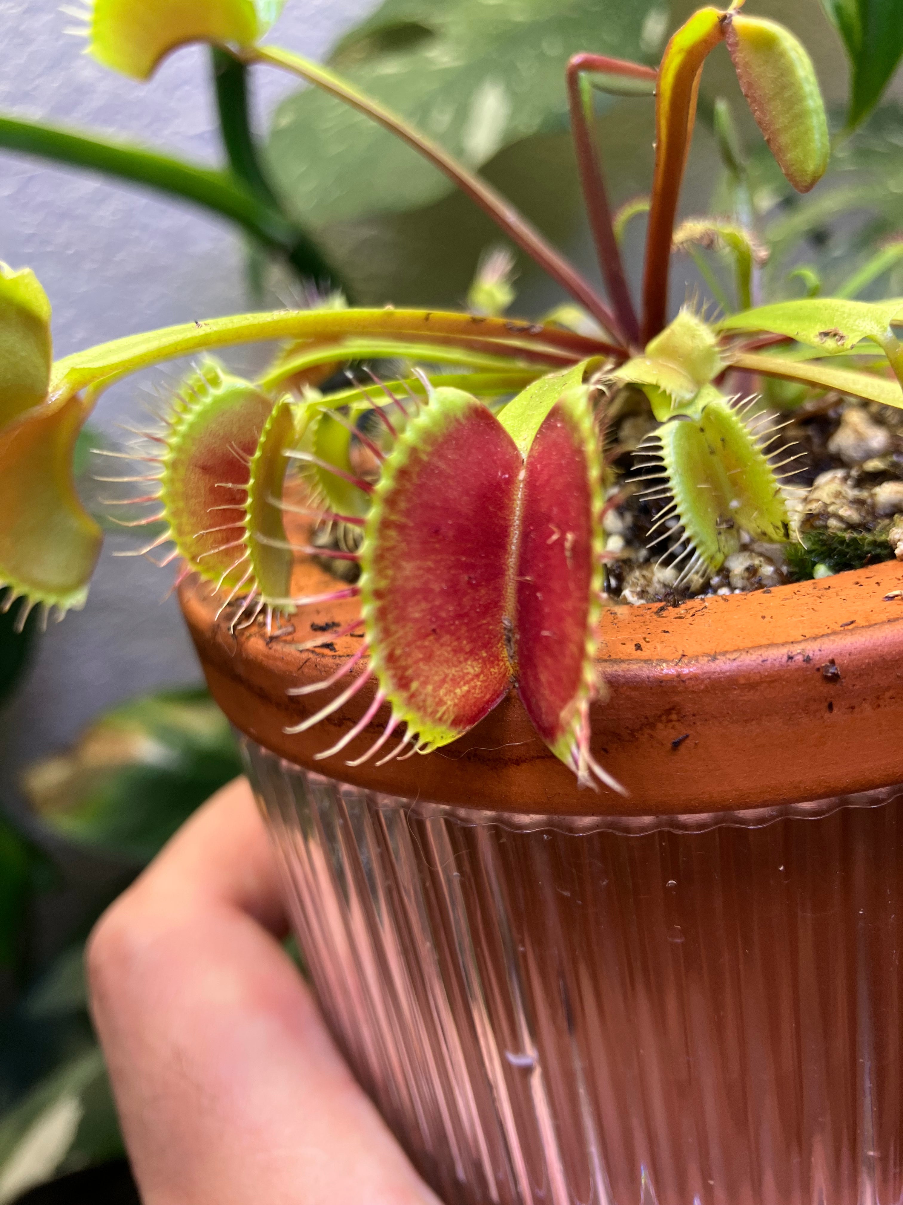 CARNIVOROUS PLANTS 👅