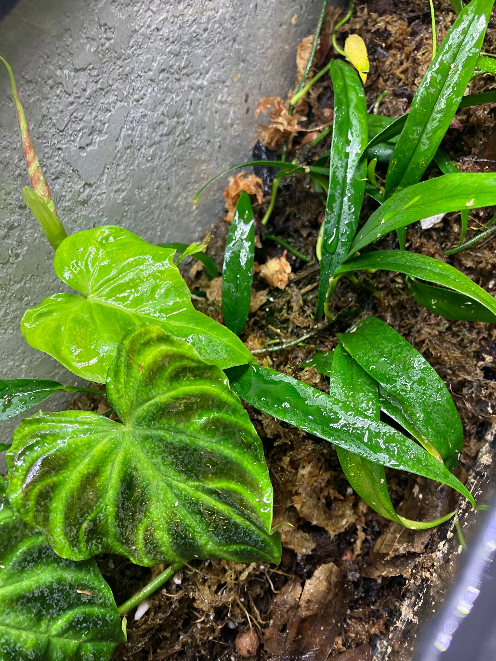 Philodendron Verrucosum Miniature