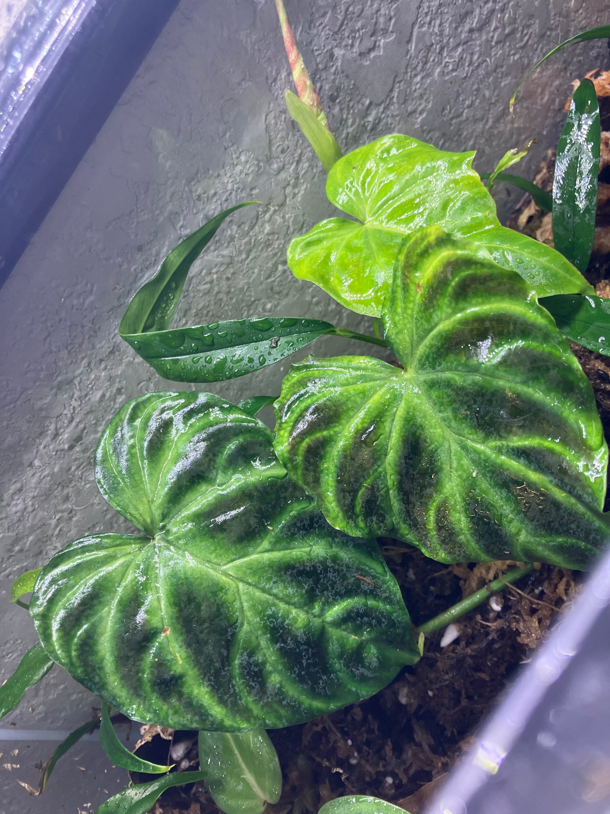 Philodendron Verrucosum Miniature