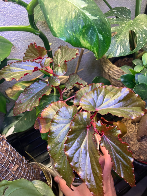 Begonia Black Magic