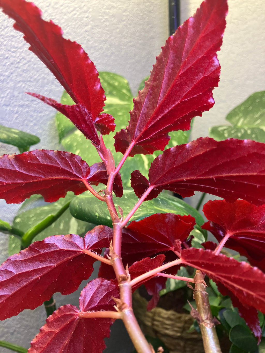 Begonia Black Magic