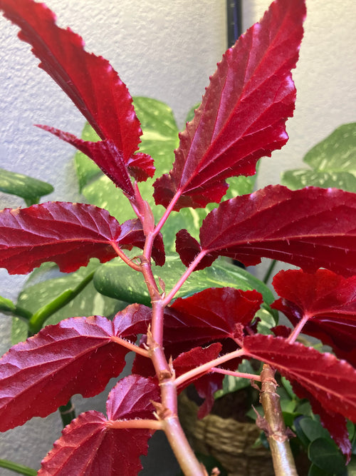 Begonia Black Magic