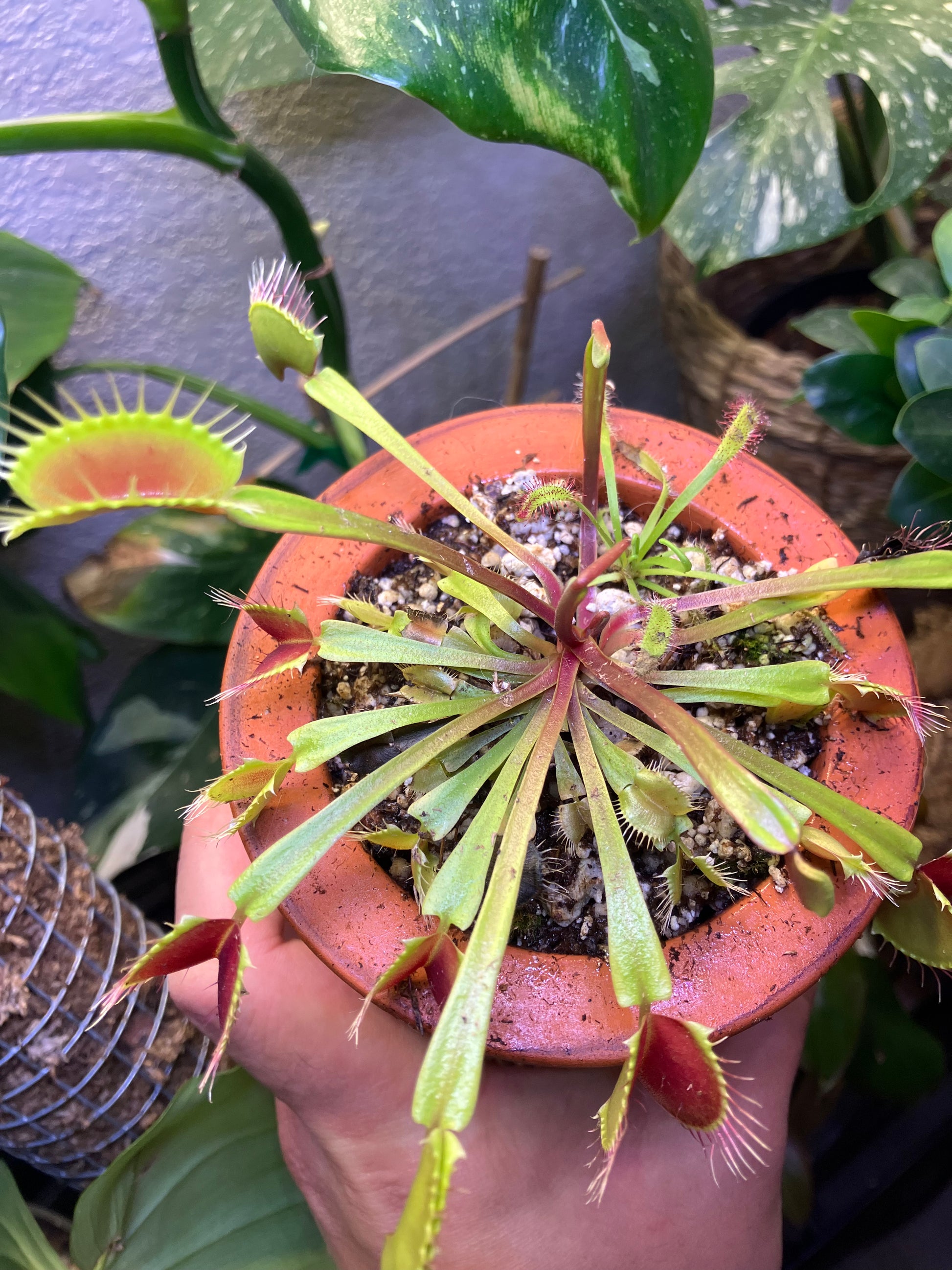 Venus Flytrap (Dionaea muscipula)