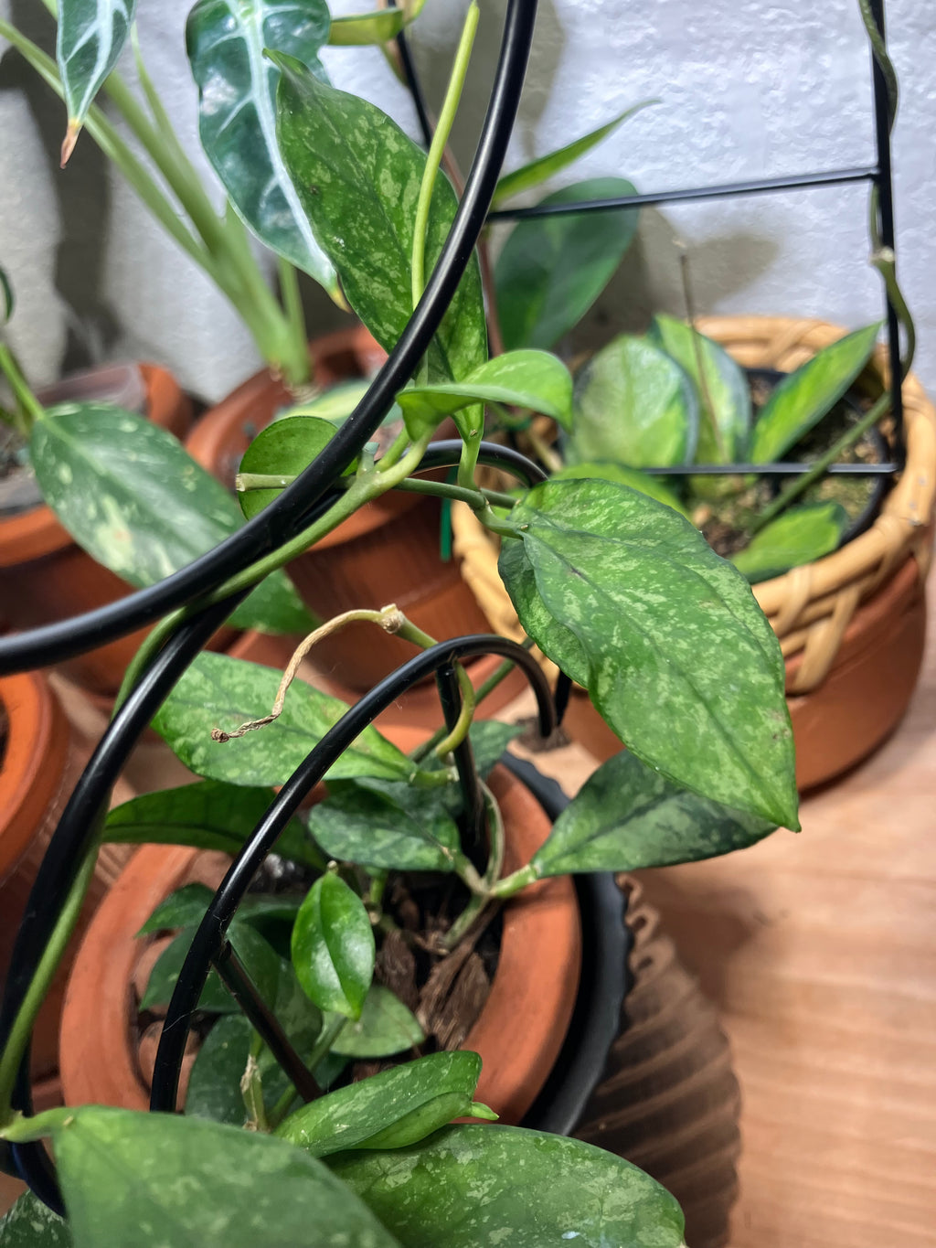 Hoya Crasspetiolata Splash