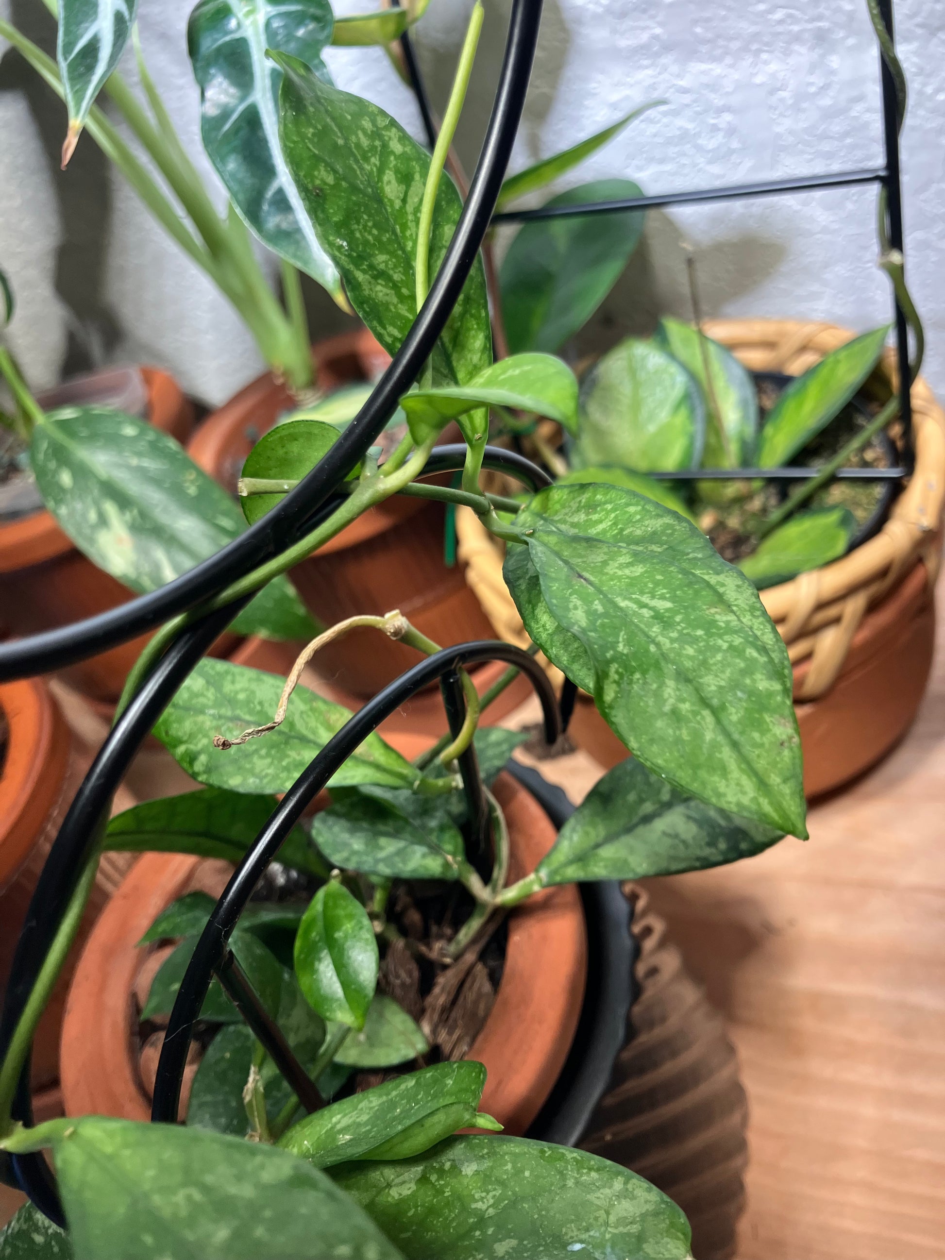 Hoya Crasspetiolata Splash