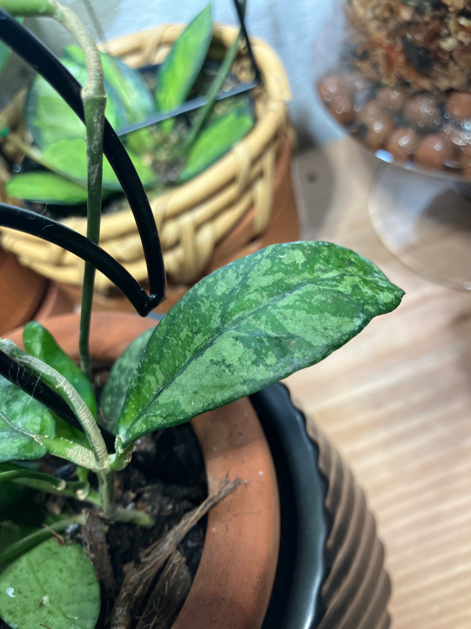 Hoya Crasspetiolata Splash