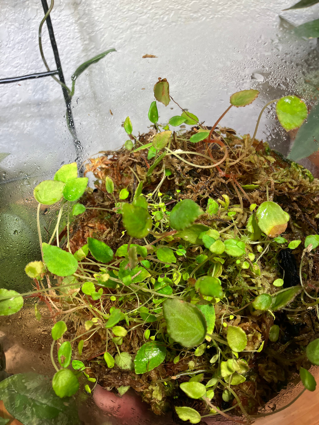 Begonia Vanckerkhovenii