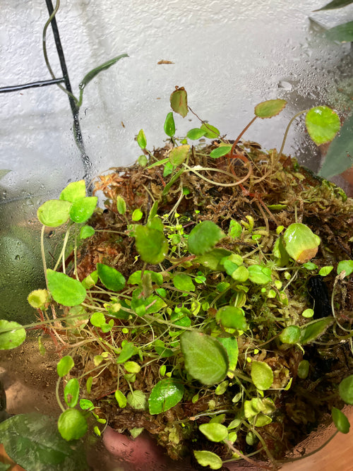 Begonia Vanckerkhovenii