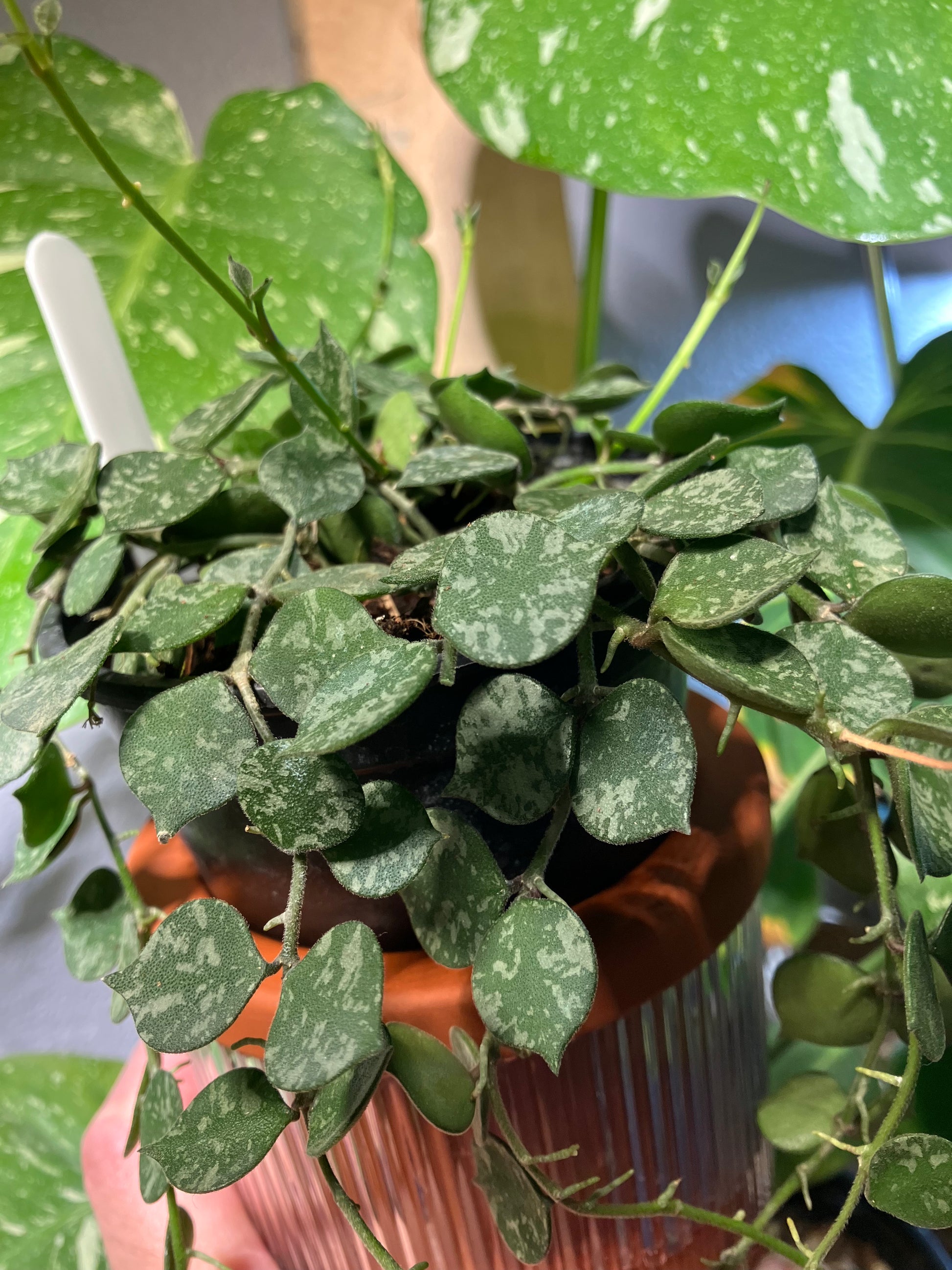 Hoya Curtisii