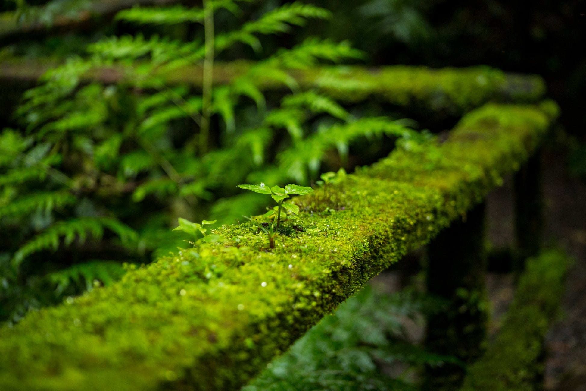 PARADISE MOSS POLE