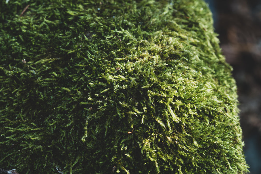 PARADISE MOSS POLE