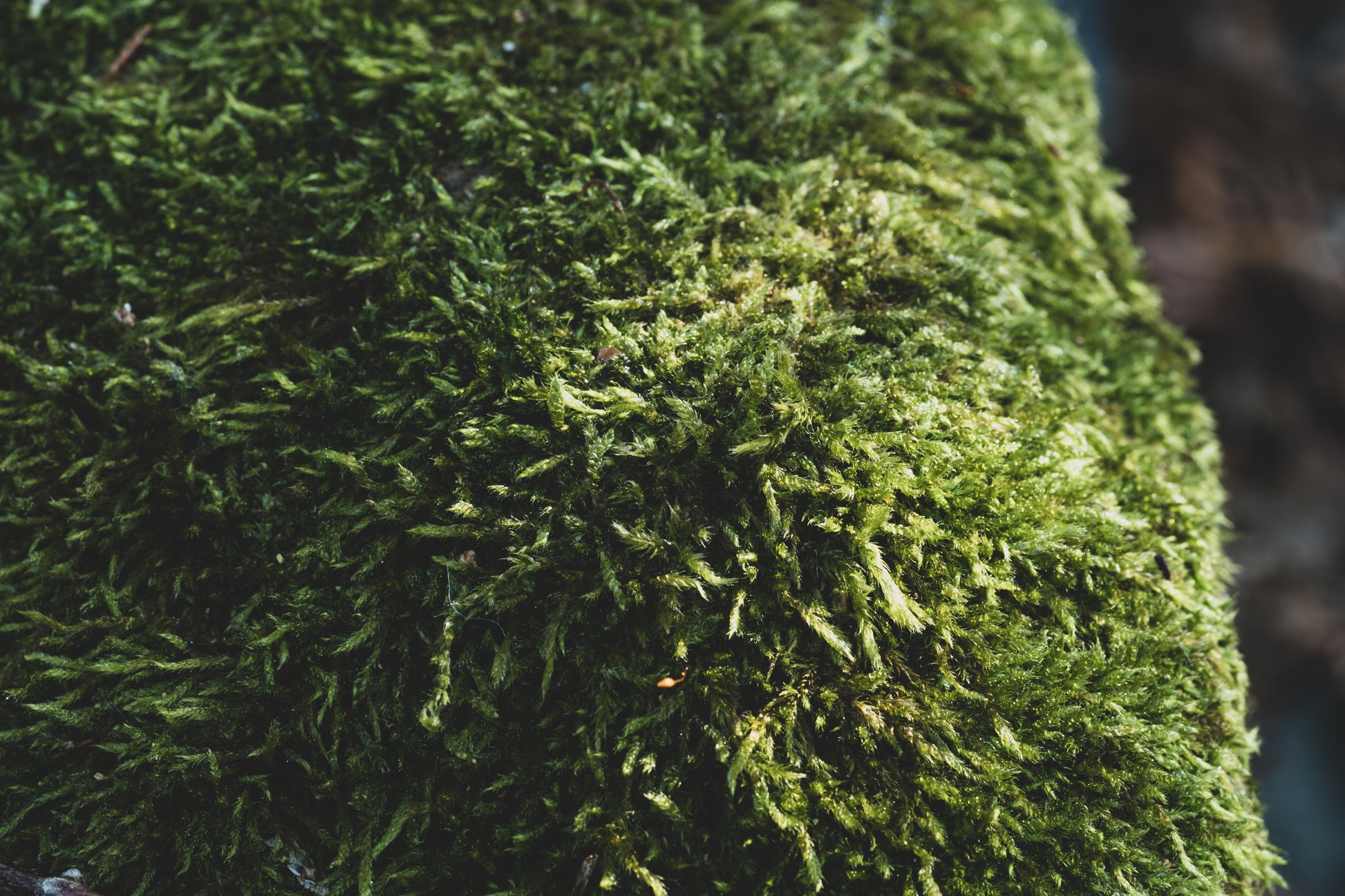 PARADISE MOSS POLE
