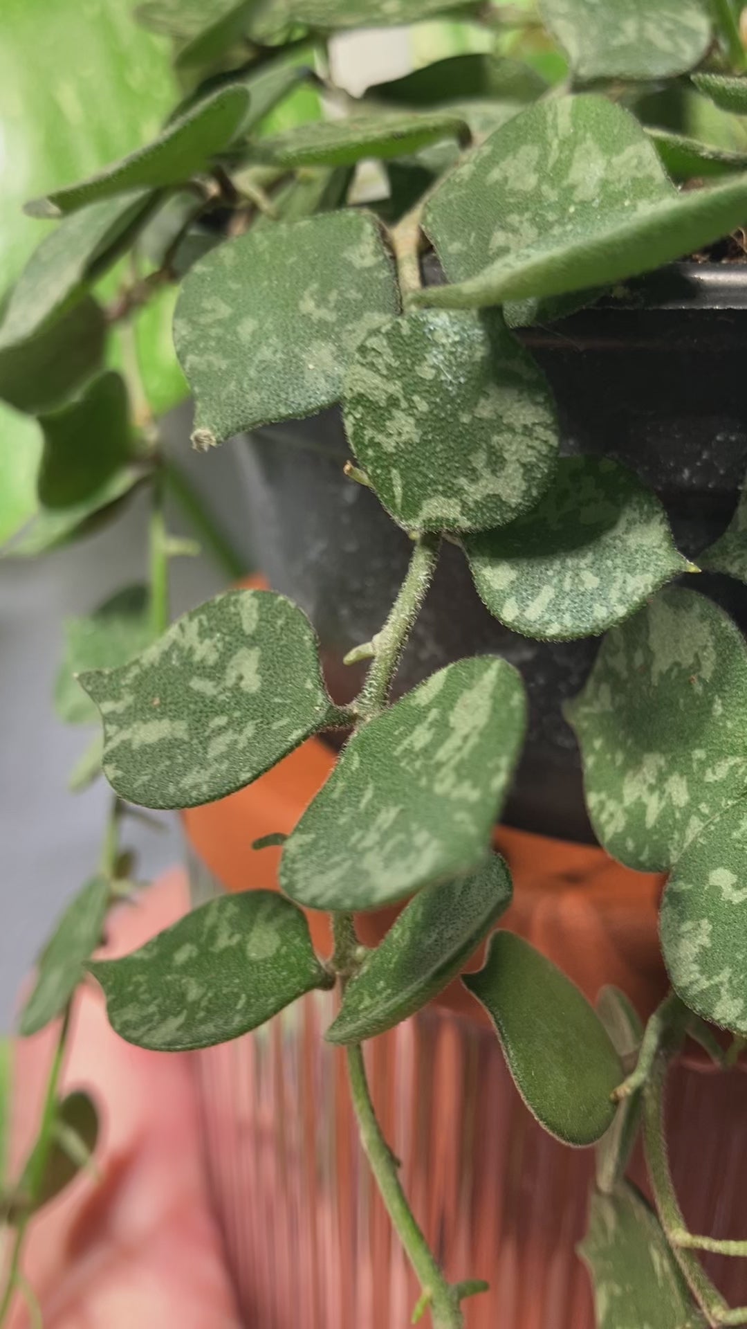 Hoya Curtisii